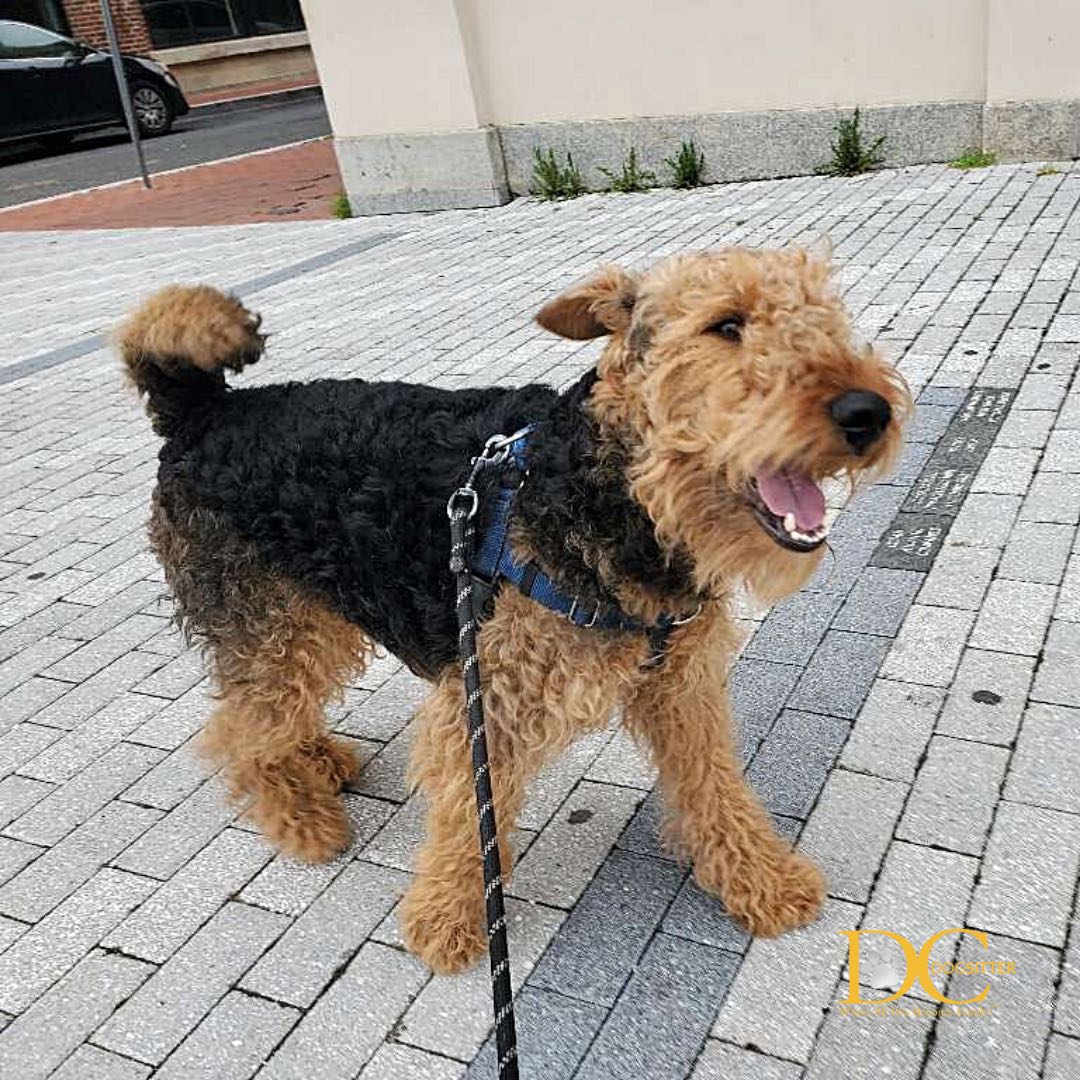 DC Dog Sitter tweet media
