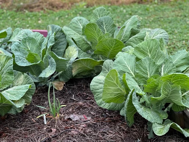 LesterforLabor's tweet image. "Students are learning how to garden- from seed to harvest- through the school's Farm-to-School initiative. Georgia Sen. Lester Jackson said he would like to see more programs like this one across the state."

fox28media.com/news/local/hea…