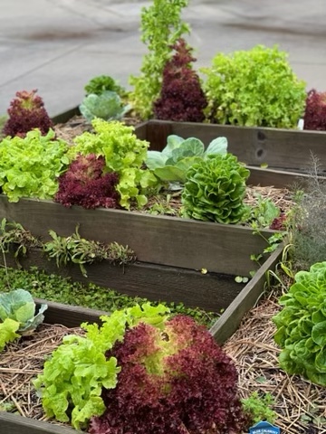 LesterforLabor's tweet image. "Students are learning how to garden- from seed to harvest- through the school's Farm-to-School initiative. Georgia Sen. Lester Jackson said he would like to see more programs like this one across the state."

fox28media.com/news/local/hea…