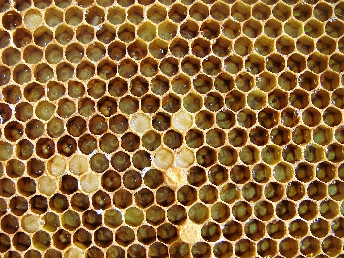 HiveBuddies's tweet photo. A Queen Bee can produce 2,000 eggs a day. Fertilised eggs become females and unfertilised eggs become males, with the help of pheromones.

#savethebees🐝 #beekeeperslife #beehive #beelife #beekeep #lovebees #beekeepinglife #saveourbees #beekeeping  #naturalbeekeeping #beekeepers https://t.co/cczYrVYFx7