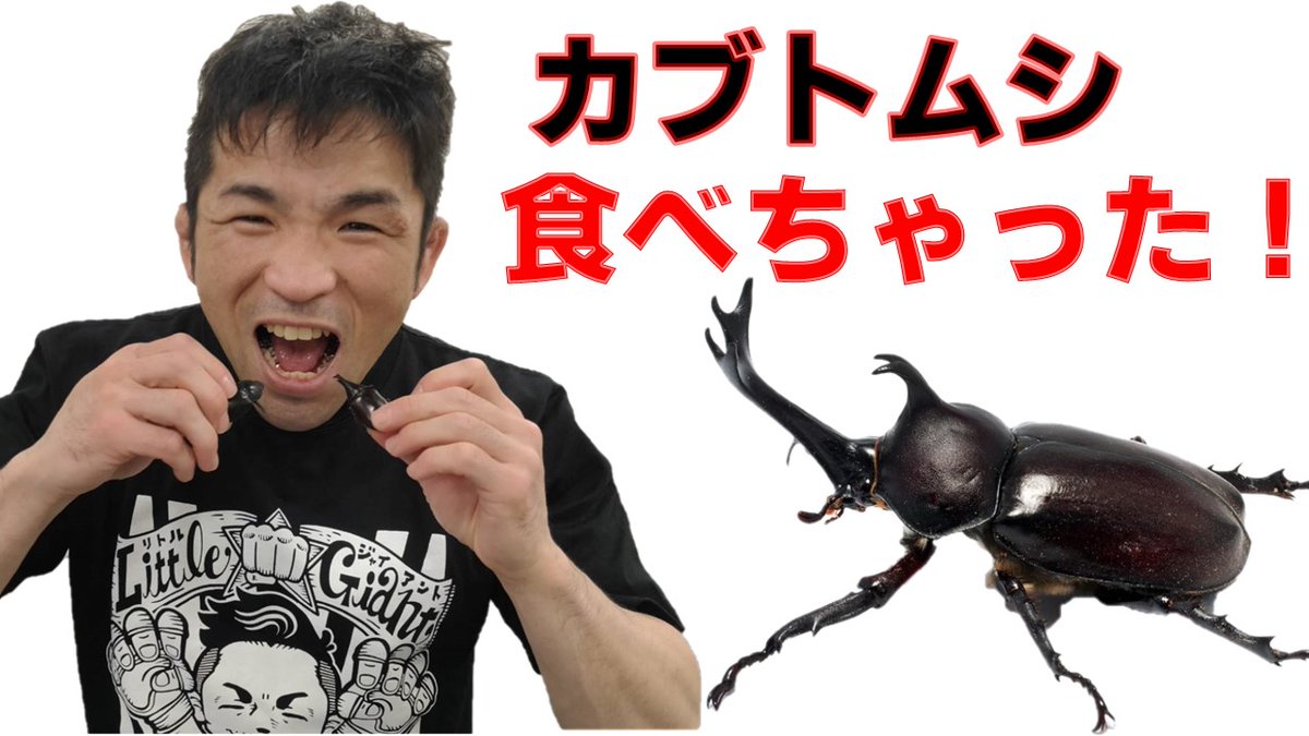 haruoochimma's tweet photo. You Tube動画更新！
カブトムシ食べちゃった！😲
👇
https://t.co/CdVKNAm6oW

#YouTube
#はるおtube
#カブトムシ https://t.co/ZXPiQ3HMiL
