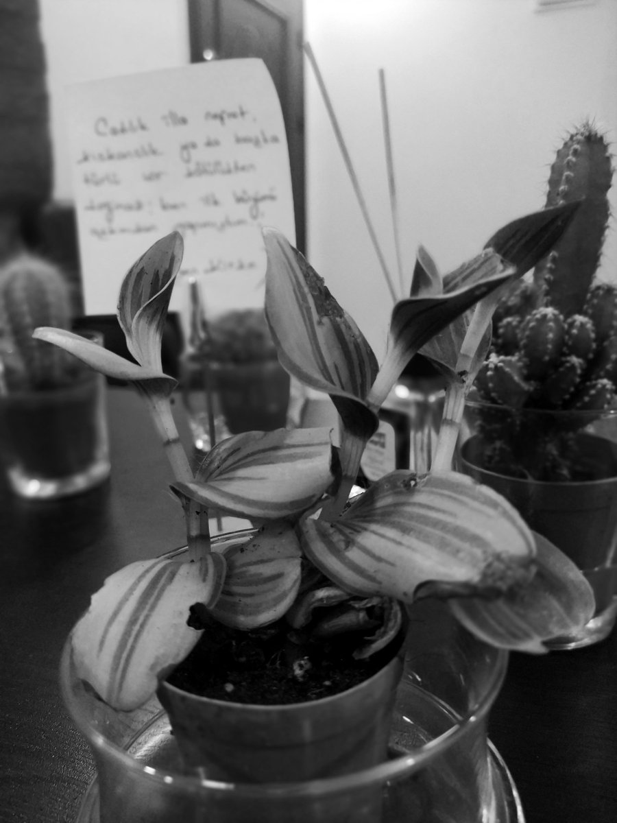 "Sonra yavaş yavaş mantığım değişti. Hatta dünyaya bakışım, eşyayı görüşüm, insanları anlayışım değişti. Vâkıa bunlar bir günde olmadı. Hatta çok güçlükle ve adım adım oldu.Hatta bana rağmen oldu.Fakat oldu.."