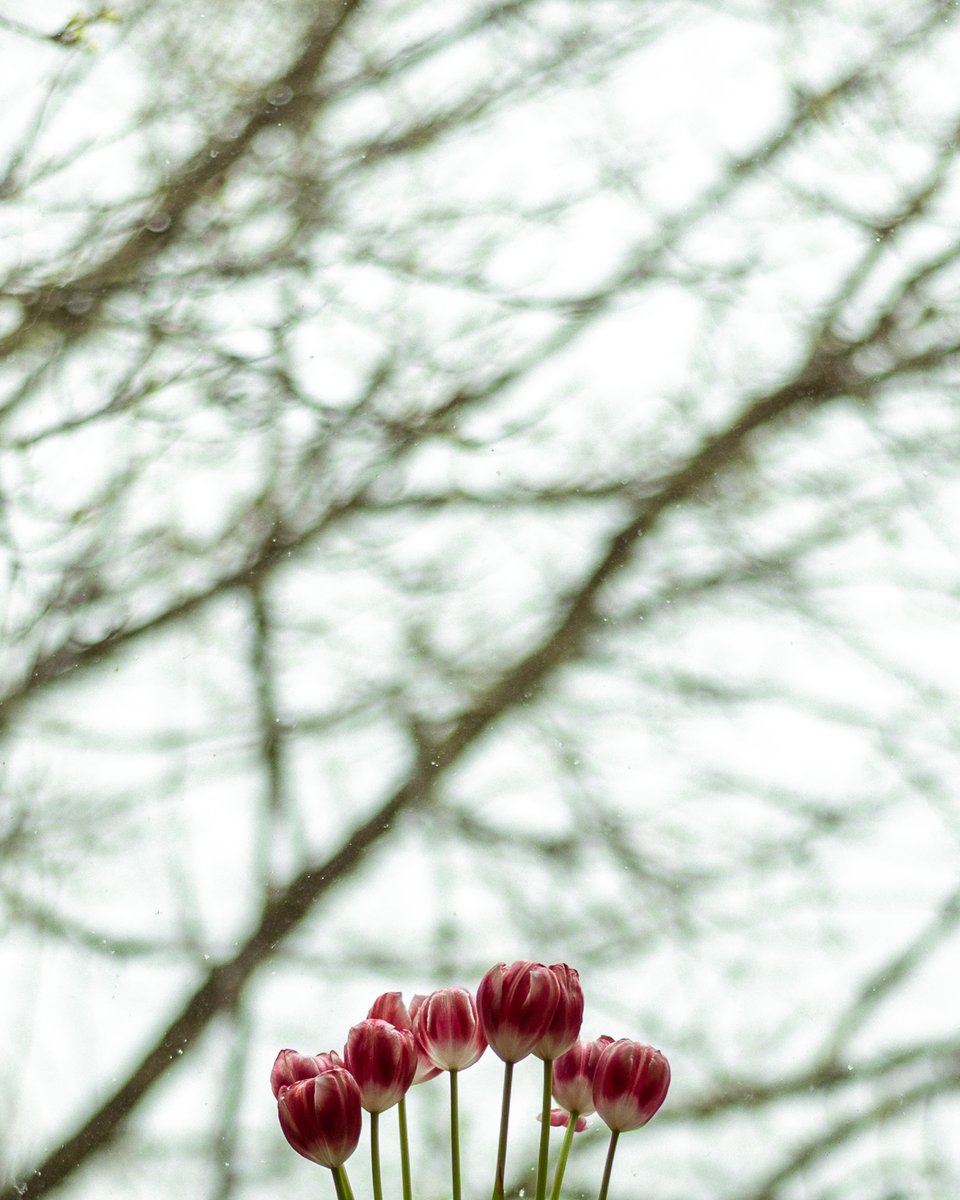 STuerschmann's tweet image. I’m currently working on a project on the notion of #home, #identity &amp;amp; #belonging.
(For now) focussing on the emotional side of being a "foreigner" living in #Scotland after #Brexit &amp;amp; the meaning of home in a broader sense I’m interested to know: what does home feel like to you?