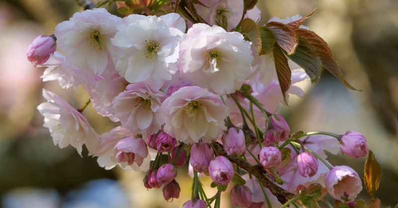nationaltrust's tweet photo. It’s officially blossom season🌸

When you spot a burst of delicate spring colour dotting the trees around you, take a snap and share it with the hashtag #BlossomWatch.

Photo: Cherry blossom at Trelissick in Cornwall