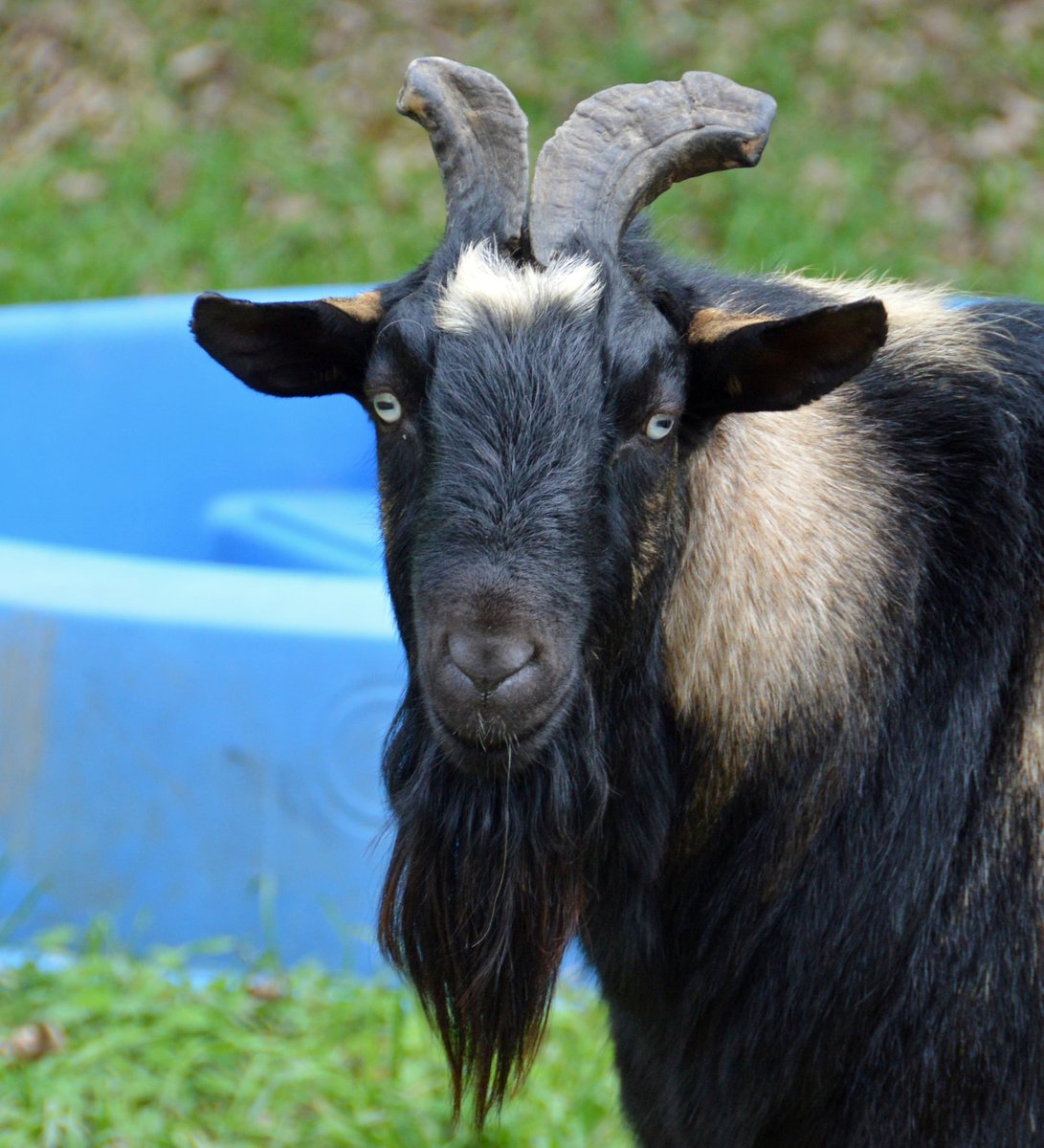 petsalive's tweet photo. Grab the weather by the horns before the rain comes back tomorrow! ~Vincent Van Goat
Some sun in the morning with increasing clouds during the afternoon. Slight chance of a rain shower. High 58F. Winds W at 10 to 15 mph.
#WeatherGoat #Wether #GoatPun #WelcomeSpring https://t.co/AsugZXOicZ