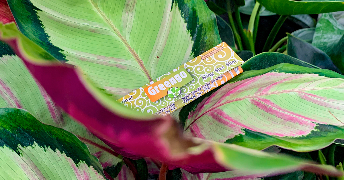greengoproducts's tweet photo. We 💚 Greengo Kingsize Slim

#cannabisculture
#greengofriends
#greengofamily
#biodegradable
#wakeandbake
#weedstagram
#smokinghot
#unbleached
#ecofriendly
#weedporn
#saturdays
#cannabis
#weekend
#smoking
#filtertips
#greengo
#natural
#stoner https://t.co/BPWwwOkdkf