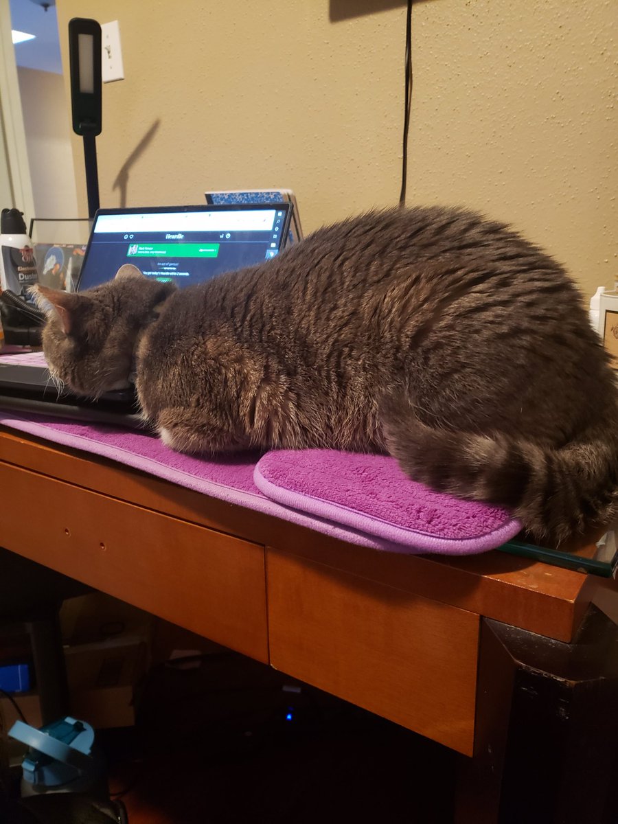 KawaiiMJ's tweet image. The disrespect... #catmom #remoteworkproblems #FridayFeeling
