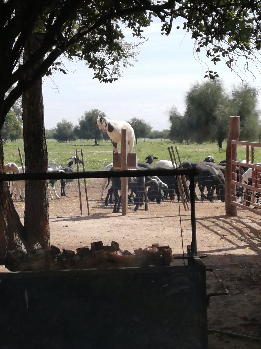 Nuevo voluntario para integrar la parrilla