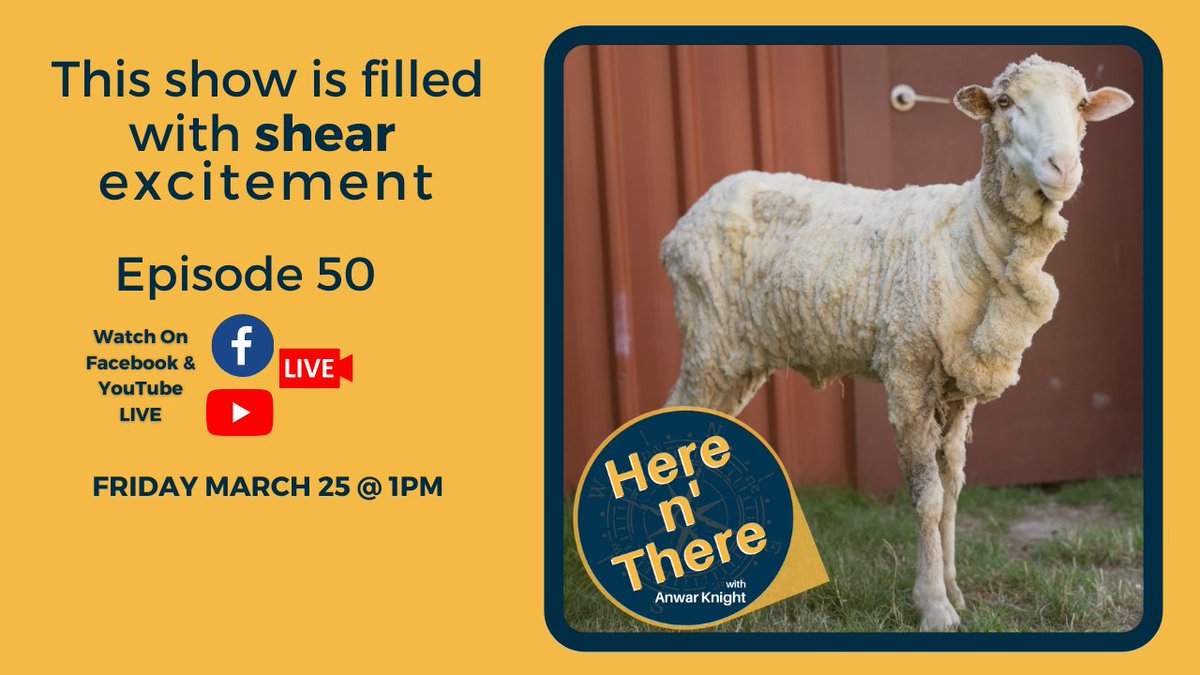 AnwarKnight's tweet photo. TGIF! We are all set for another 1/2 hour of fun (incl a cool story about this sheep) with a brand new episode of #hereNthere !  I hope you can join me, I'll be streaming #LIVE on my #Facebook page &amp; on #YouTube channel at 1pm today! 
https://t.co/Jai7v19erN
#Forecast #Fun #Show https://t.co/PoiSTfup6c