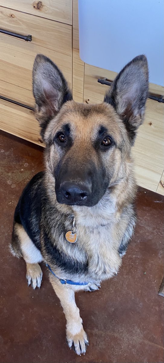 BFAS_Julie's tweet photo. Seems crazy, but public housing authorities in the US currently restrict a variety of popular dog breeds, including German shepherds. Dogs like Sunny are separated from their loving families every day because of this outdated law. Help us change it. https://t.co/rBrAbHLuuP https://t.co/xybn0EIBlc