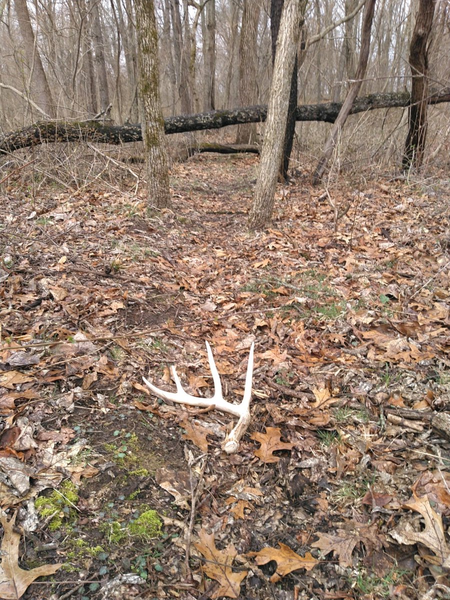 outdoorsmencom's tweet photo. Anybody else still finding sheds on their hunting grounds?!🦌🙋‍♂️
-
Tag us in your pictures using #huntpost for a chance to be featured! 
-
-
#hunting #shedhunting #huntingland #deertrail #whitetaildeer #huntingseason #hiking #turkeyhunting #huntinglife #deerhunting https://t.co/8Q2ktDAXIF