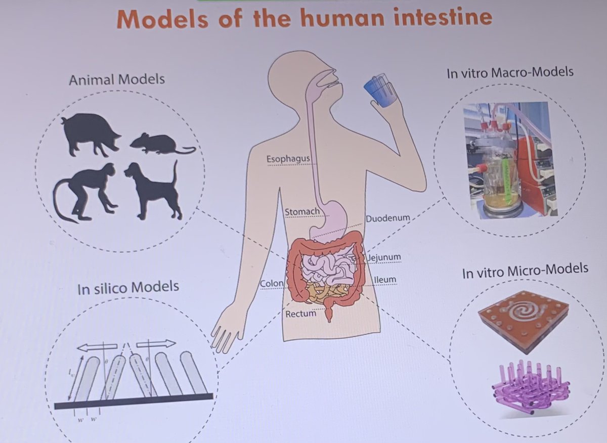 A gut-on-a-chip in vitro model is functional and cost- effective and could be used in both the nutraceutical industry and for pharmaceutical. A gut-on-a-chip in vitro platform for food and drugs testing presented Dr Chiara Fois, University of Sydney #CAFE seminar series.