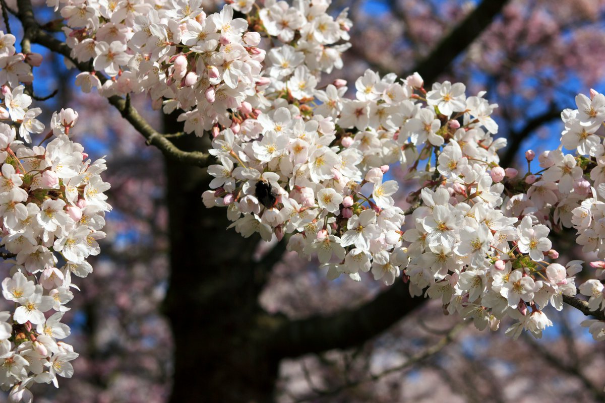 Het Kersenbloesempark staat vol in bloei! Kom vooral op de fiets en vermijd drukte in het weekend. Combineer je bezoekje met een van deze horeca gelegenheden -> bit.ly/3tDMR4H  
#kersenbloesem #amstelveen #visitamstelveen #amsterdamsebos