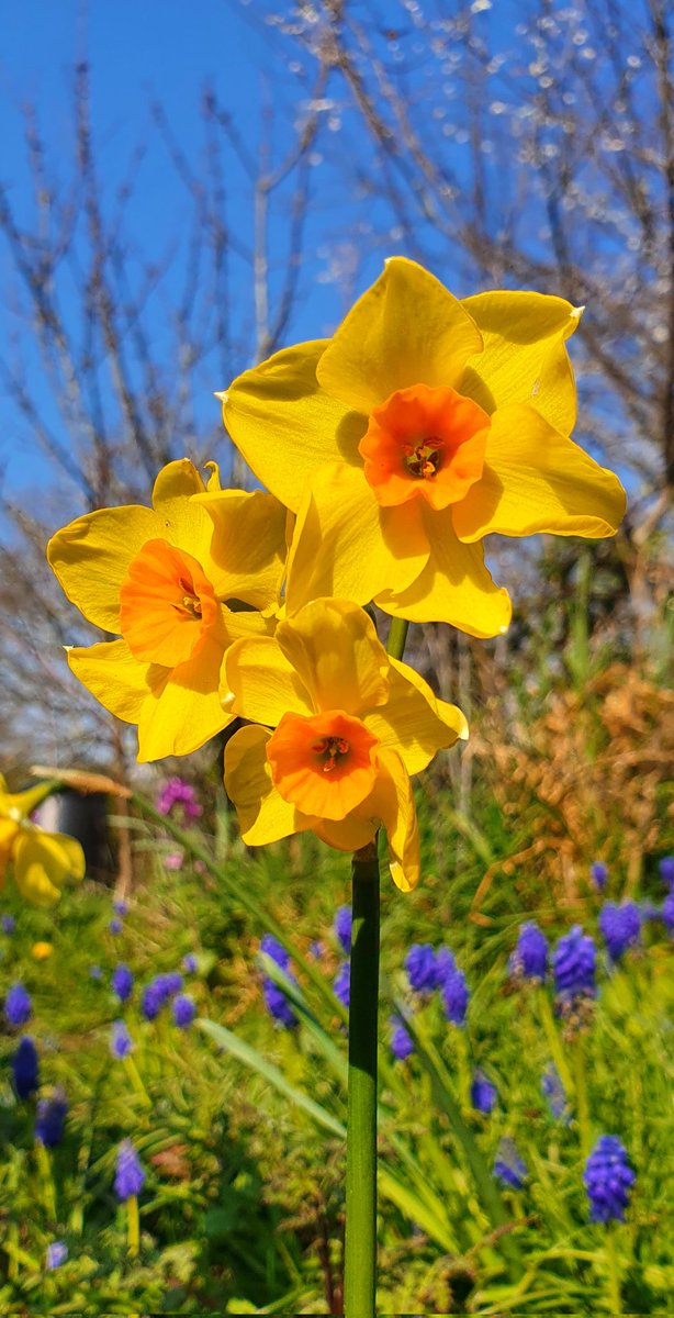 lovely_plot's tweet photo. Spring in one picture 📸 
#GardenersWorld #Flowers https://t.co/fHEUT2tn6k