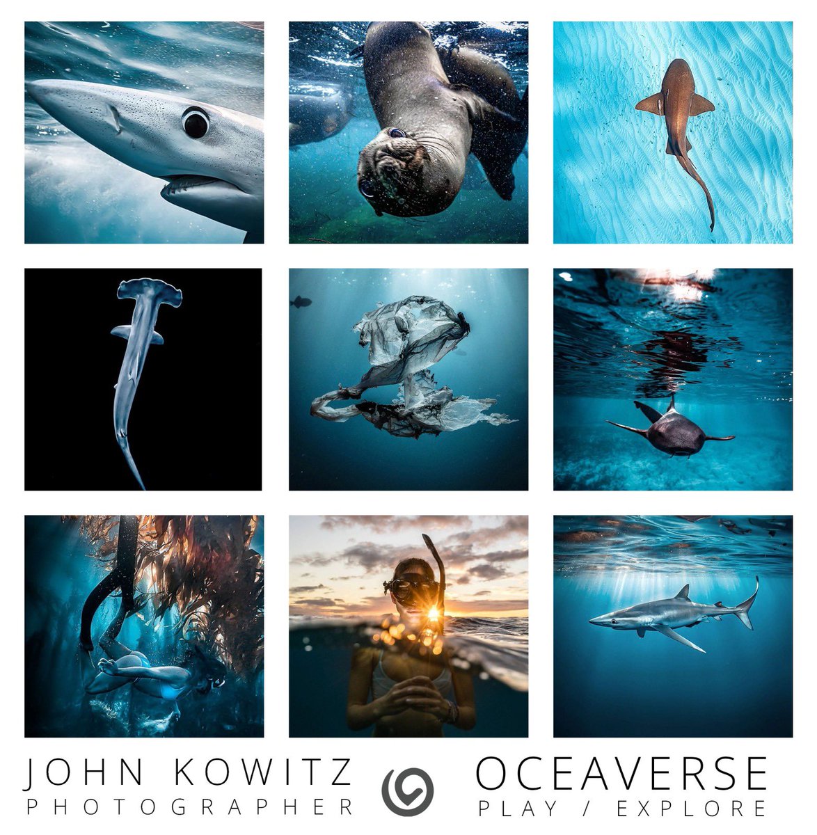 oceaverse's tweet photo. John Kowitz joins the Oceaverse - one of his images will be minted and available … his work is stunning and unique, we are so excited to be working together to build an endowment for the Oceans.  🙏🙏🙏 
https://t.co/7oRURmHc8m https://t.co/jR36FDqDJL