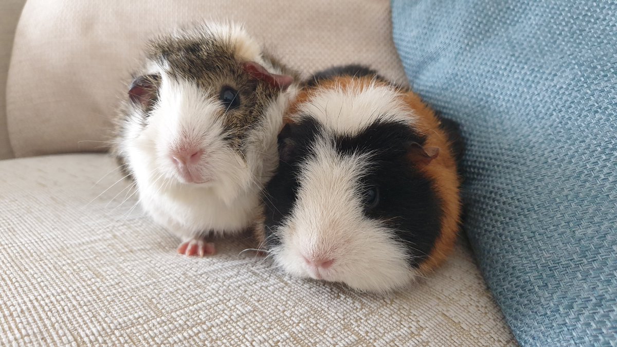 APTechnology tweet media