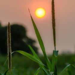 '#Millet cultivation is becoming a sustainable favourite of young farmers in Punjab' Some young farmers in #Punjab are venturing into millet cultivation and setting a new bar for resilient #farming and #entrepreneurship: bit.ly/3urBWKK