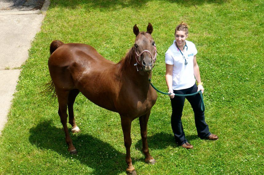 JobVmc's tweet photo. We are adding a veterinary nurse to our Large Animal Team! Find the posting and apply below:
https://t.co/Iuse6D7HN3 https://t.co/kqXdDFBNHw