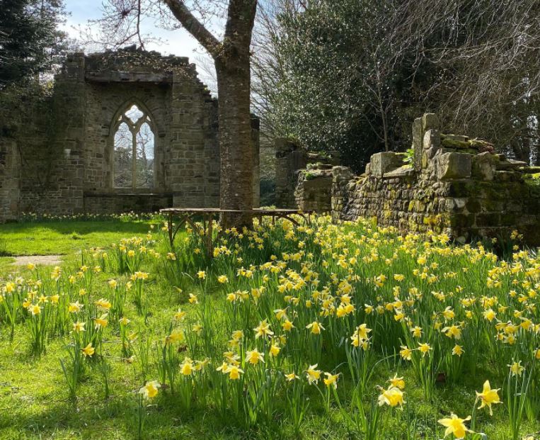 A beautiful show of Narcissi have taken over the Abbey in the Longwalk. Spring is here! We are busy preparing to open the gardens on Thursday 28 April. Keep an eye on our social media channels for announcement of ticket releases!
#nationaltrust #woolbedinggardens #sussexgardens