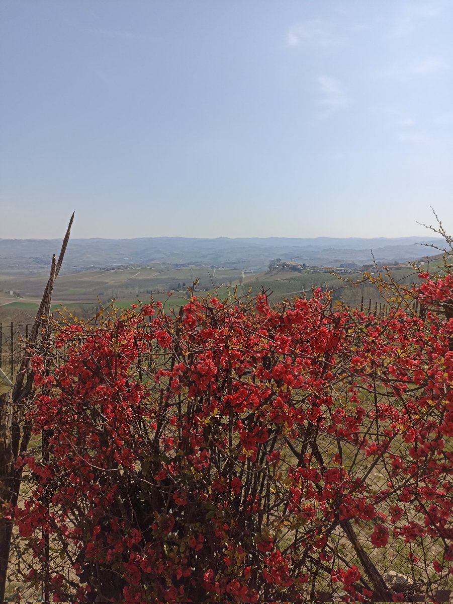 Si riparte per una nuova stagione! #Albainlanghe
#Langhe #Verduno