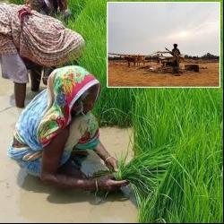 'Understanding Changing Climate And Food Security In Rural Odisha' #Climate change impacts #food security in multiple ways, and in Odisha, India, climate change has led to a significant increase in floods leading to large-scale devastation of crops and #livelihoods: