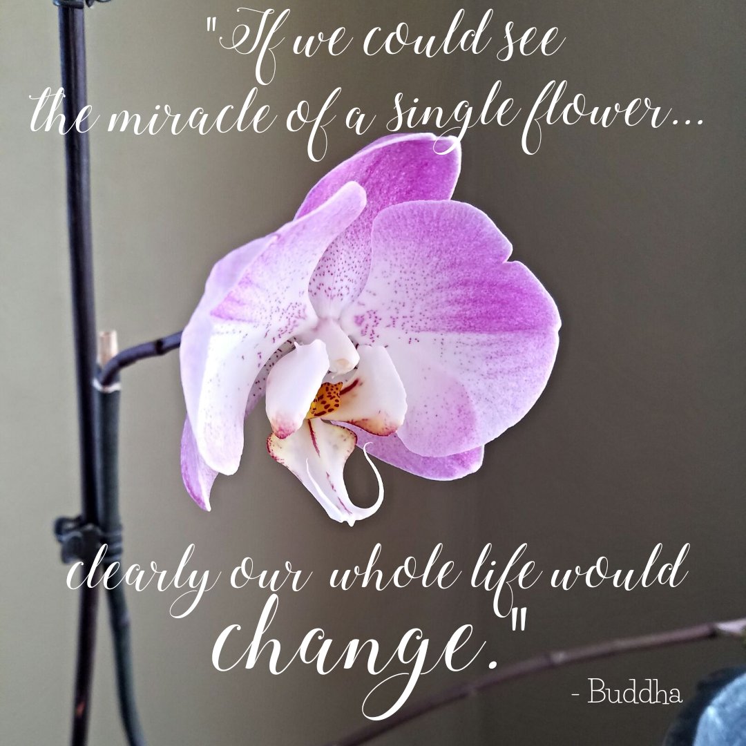 When we open our eyes, minds, and heart to the small, but abundant, miracles that surround us, we open our lives to beauty. When we see beauty in the world, we find happiness.

#orchids #flowers #pinkflower #Buddha #Buddhaquotes #singleflower #perspectives #seethebeauty #miracles