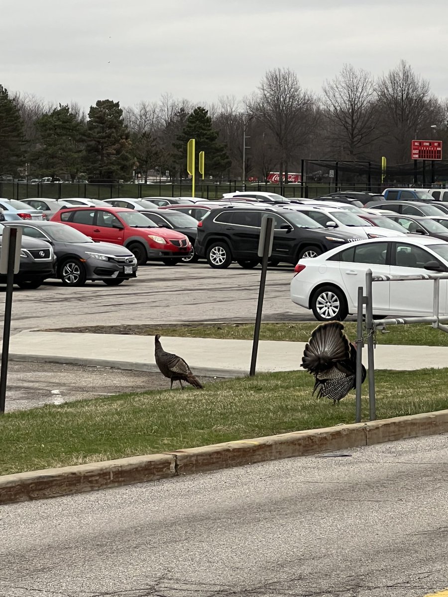 Two turkeys in the parking lot outside F Wing. Make your own conclusions.