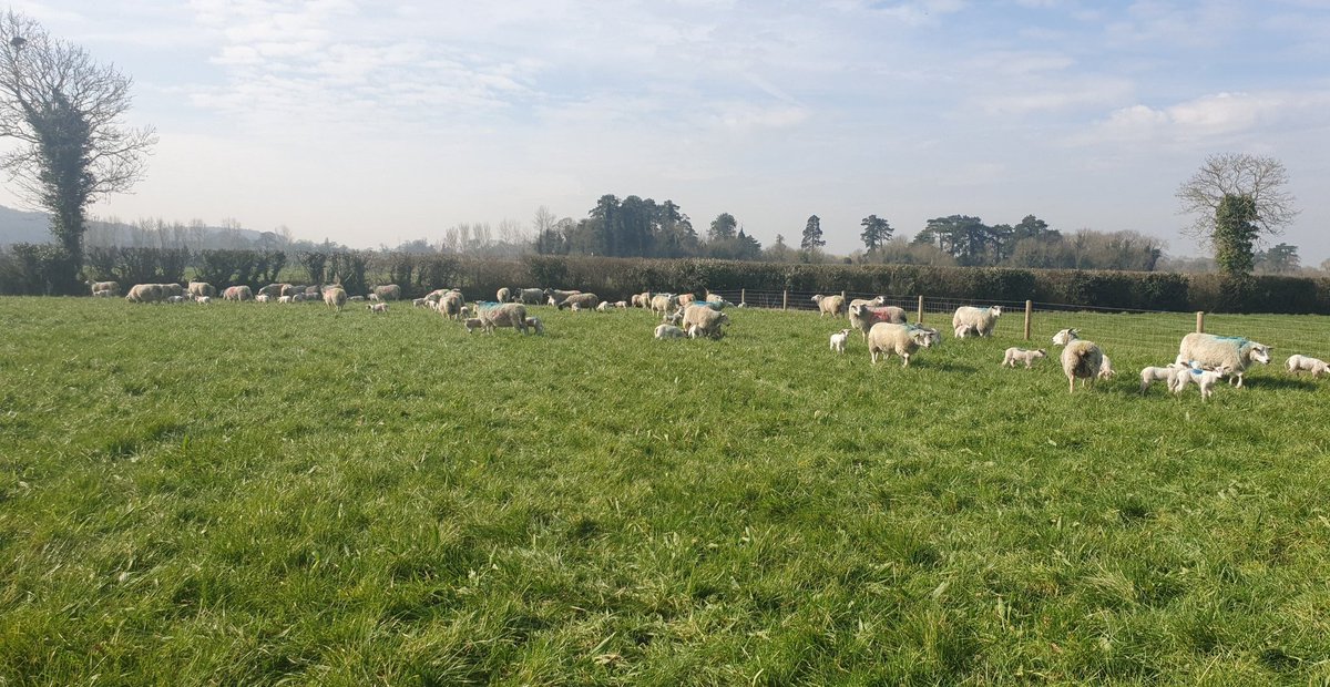 ViolaCallaghan_'s tweet image. Enjoyable T/L with @PallasTb this morning learning about sheep production on @ucdlyonsfarm and the benefits of multispecies swards on animal performance 🌱☘🐑
#sheep #multispecies #ucdagfood #finalyear