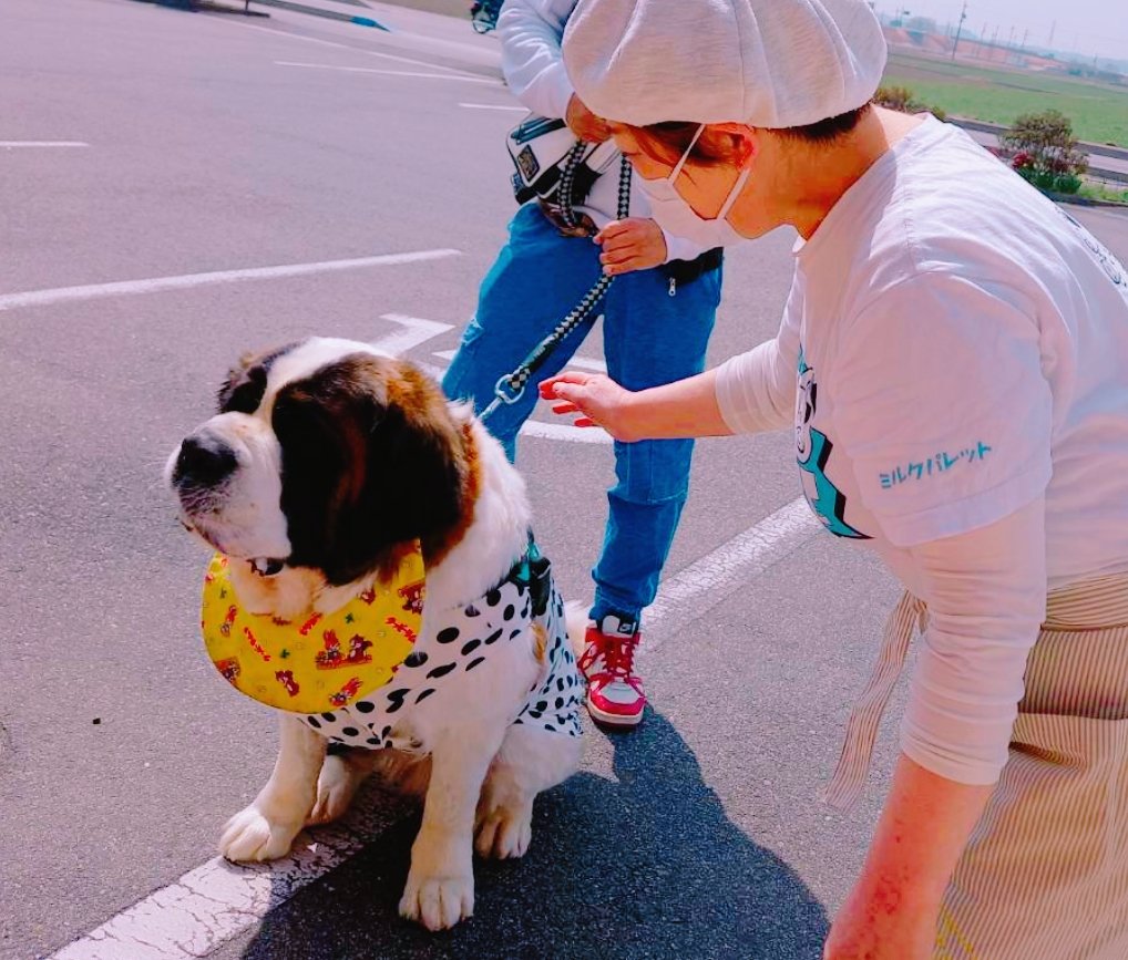 ミルクパレットのミルク姉さん ヨーゼフだ ちゃう 笑 お客様の愛犬ドン太君 セントバーナード可愛いなぁ T Co 5nf43o4zw7 Twitter