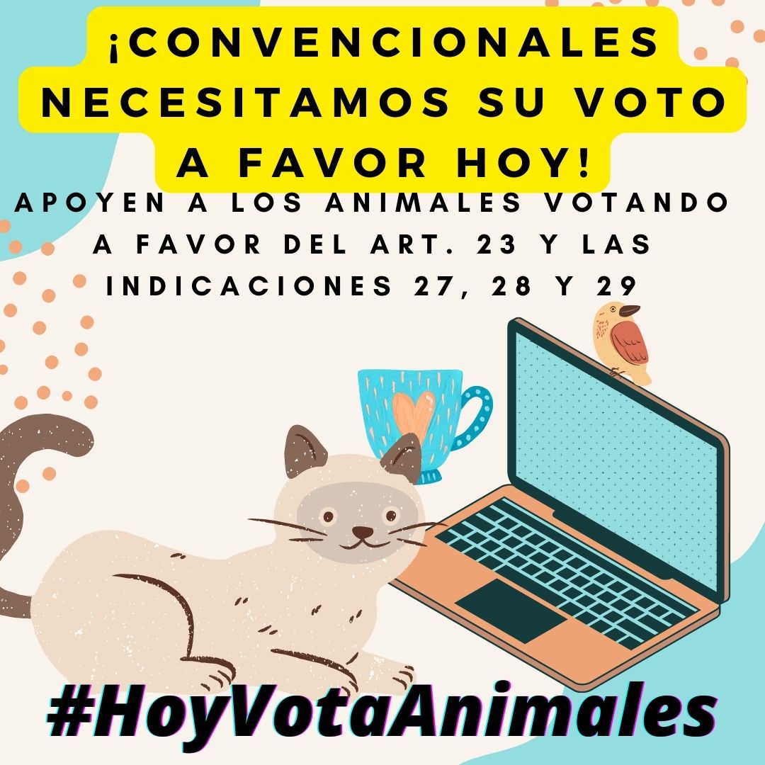 DyDAnimal's tweet photo. 🔵ETIQUETA A LOS CONVENCIONALES🔵 Hoy el Pleno de la Convención Constitucional vota el artículo 23 y las indicaciones 27, 28 y 29. Utiliza el hashtag #HoyVotaAnimales y etiquétalos para preguntarles si hoy apoyarán a los animales con su voto. https://t.co/Qt6WX17Nip
