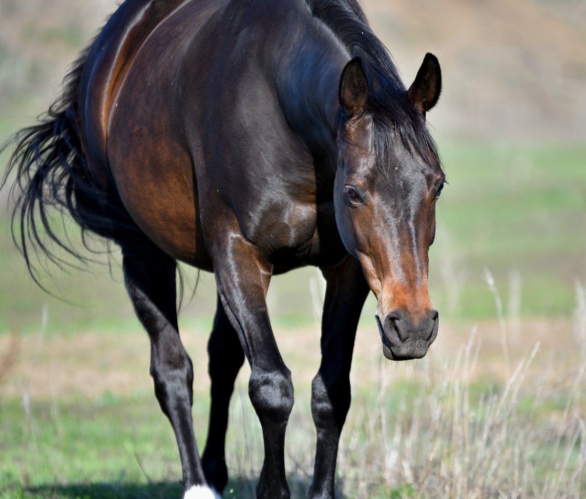 The Spring flush of grass is always a peak time of concern for those with horses or ponies prone to laminitis, but with the recent warm spell, we must take every care possible. Remember to:

🐴 Monitor grazing
🐴 Keep up the exercise 
🐴 Feed a high fibre, low concentrate diet