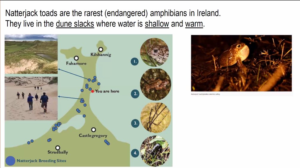 STARTSchools's tweet photo. Thanks to all the schools who joined us for today's #STARTcompetition Meet the Scientist
Dr. Eugene Farrell, Geographer told us about the importance of dunes and how we can protect them.
We heard the natterjack symphony🐸🎶
We learnt what the only reptile native to Ireland is🦎 https://t.co/sUneTaBZY4