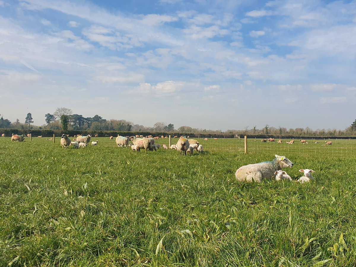 ViolaCallaghan_'s tweet image. Enjoyable T/L with @PallasTb this morning learning about sheep production on @ucdlyonsfarm and the benefits of multispecies swards on animal performance 🌱☘🐑
#sheep #multispecies #ucdagfood #finalyear