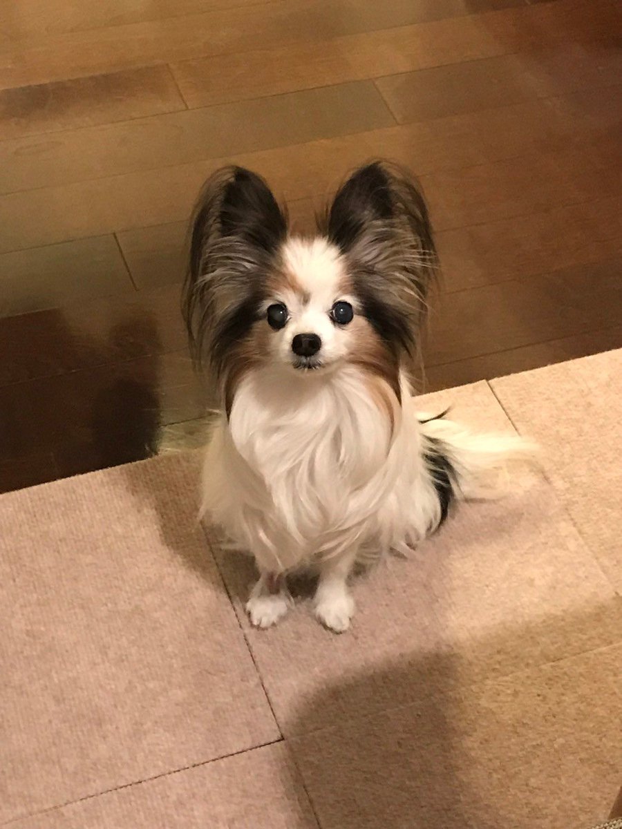 akutandayo's tweet photo. 明け方犬が静かに天国に旅立ちました😢
21年も生きてくれて幸せをたくさんくれて、本当にありがとう。
皆さんも、たくさん可愛がってくれて写真見てくれて、本当にありがとうございました😢
明日お葬式なのでしっかり送り出してくるね https://t.co/k2JNM80CiL