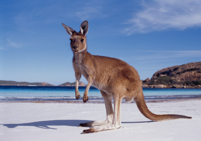 mechcubei's tweet photo. It is a well known fact that #Kangaroos are the symbol of  𝗔𝘂𝘀𝘁𝗿𝗮𝗹𝗶𝗮 and very amiable. The fact that they are the greatest symbol of  𝗔𝘂𝘀𝘁𝗿𝗮𝗹𝗶𝗮 which every year attracts millions of visitor from all over the world. #FridayVibes Think and move free mind like them https://t.co/euaDgVcwVH