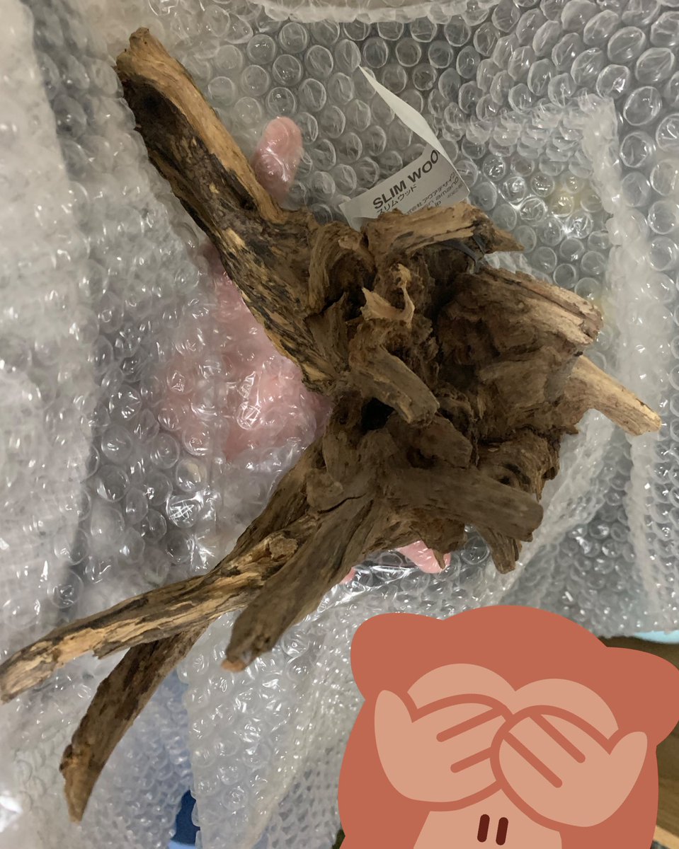 そういや流木買ったった ひやむぎ のイラスト