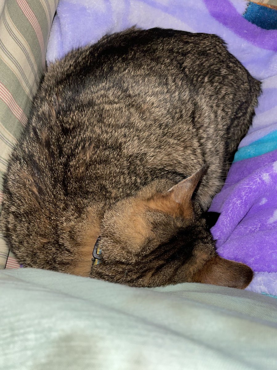 ThatSwitchFreak's tweet photo. It breaks my heart to say that about 8:20 this morning, Mikey passed over the rainbow bridge. He was sedated and he wasn’t in any pain, but he was suffering from organ failure. His pain is over and I’m grateful to the clinic for being so gentle with our son as he passed https://t.co/4ZI0Qx2eKs