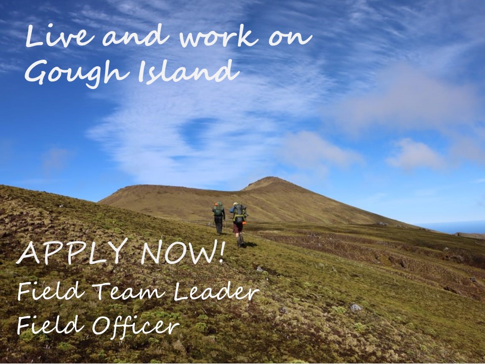 CONSERVATION JOB ALERT! 💚 Want to live & work on #GoughIsland? Look no further. We are recruiting a Field Team Leader & a Field Officer to join the #SANAP overwintering team 22/23! You can find all details here: bit.ly/3IEBpdv & bit.ly/3qxmUlh #conservationjobs