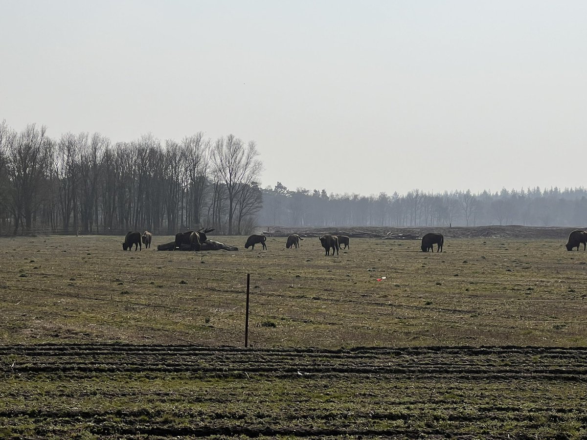 jeroenLux's tweet image. Prachtig gezicht! De hele kudde Wisenten op het ‘nieuwe’ stuk natuur aan de Weversweg! #maashorst #wisent