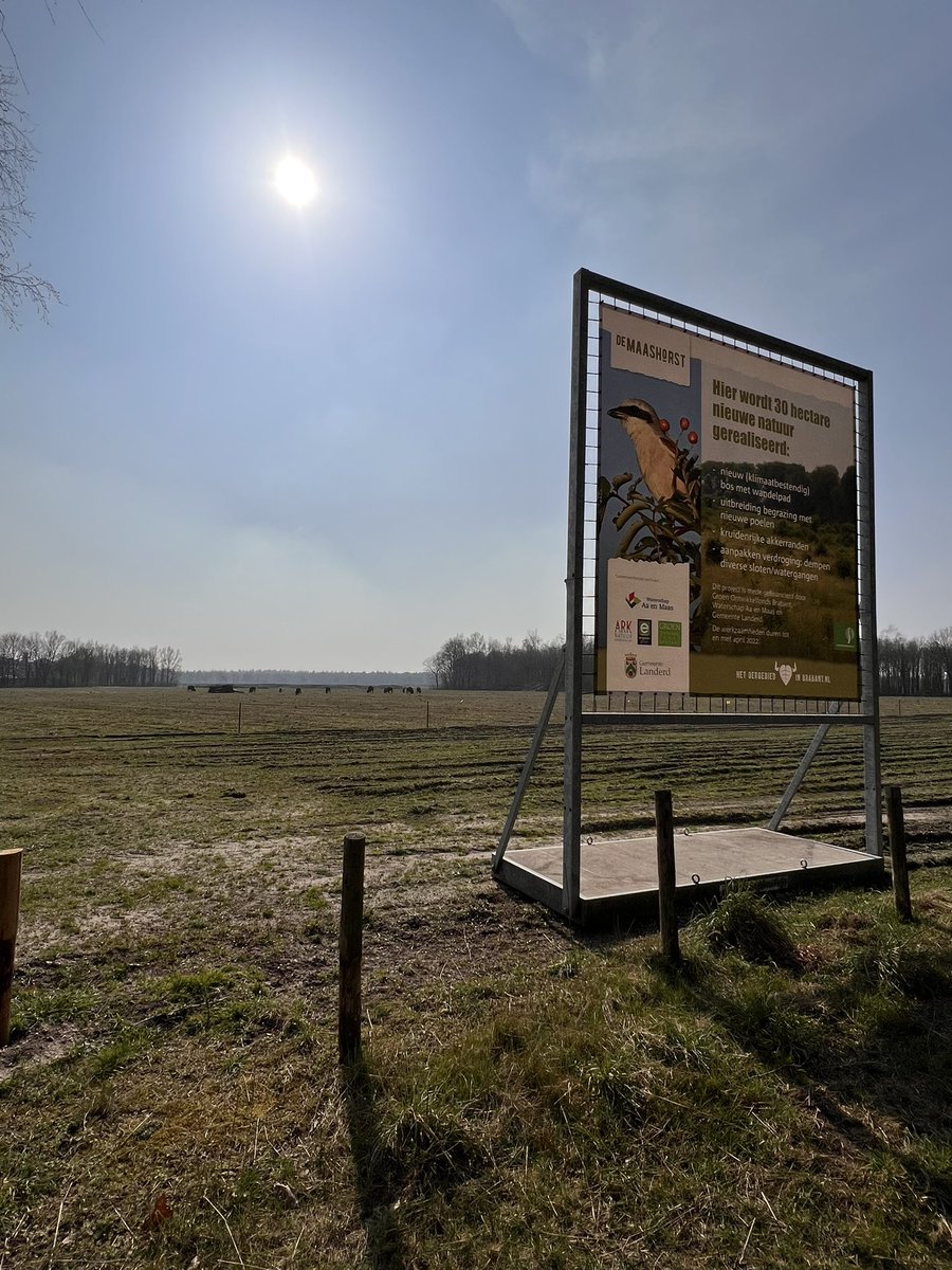 jeroenLux's tweet image. Prachtig gezicht! De hele kudde Wisenten op het ‘nieuwe’ stuk natuur aan de Weversweg! #maashorst #wisent