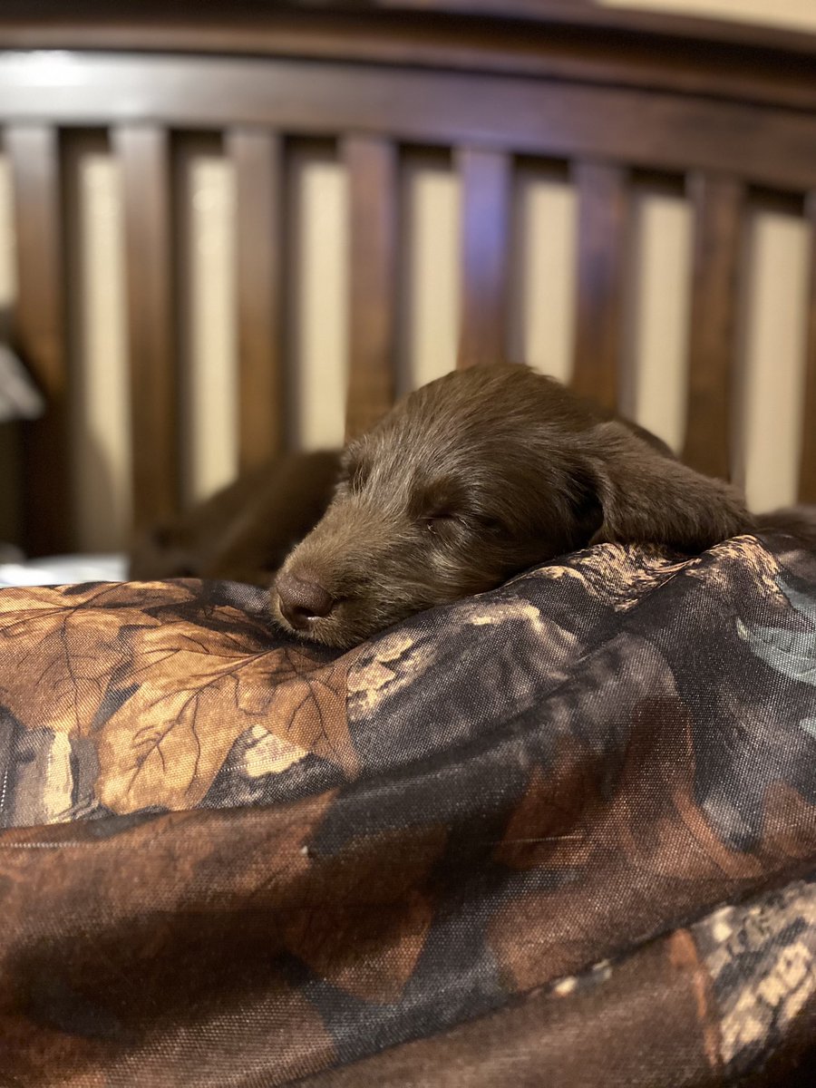 shelbisworld's tweet photo. little life update: meet mr. cojo hale! ❤️ https://t.co/1NWxzBX7J8
