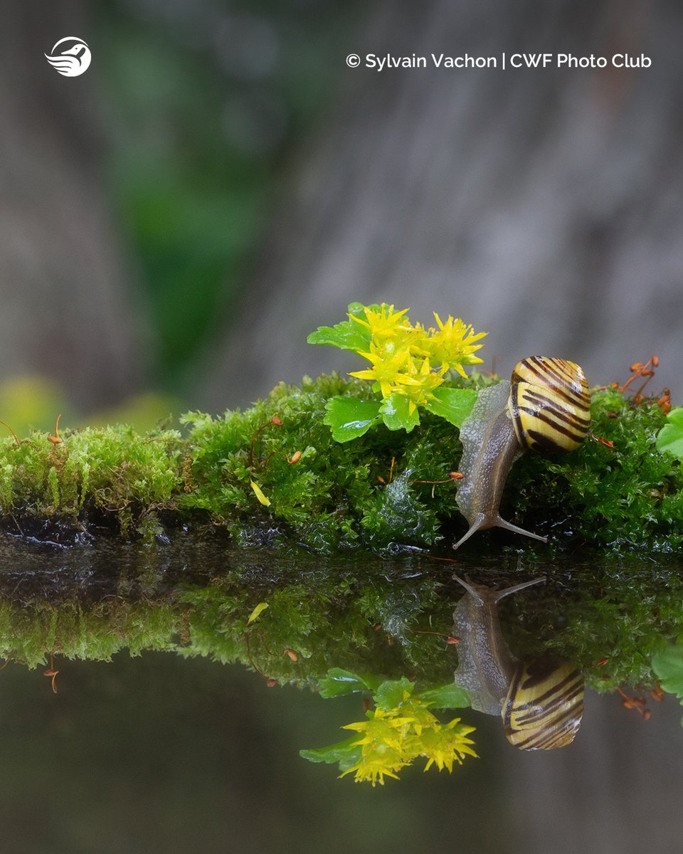 CWF_FCF's tweet image. Happy FriYAY! Take a peek at this stunning photo by Sylvain Vachon, the honourable mention in the 'Finding Flora' category of our 2021 #ReflectionsOfNature photo contest! See all winners: ow.ly/k7uP50IosZv