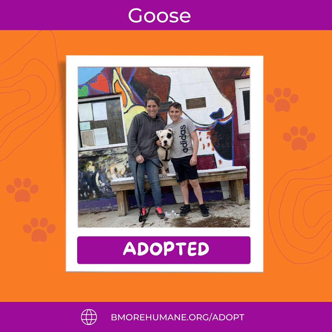 bmorehumane's tweet photo. Day #25 of 31 Days of Adoptions! One of our long-term residents is going home! Congratulations all! We will miss you, Goosey! 🐶
#feelgoodfriday #welcomehome #goose #bmorehumane #adoptdontshop #bestday #gotchadays #BaltimoreHumane #adoptableanimals #happydays https://t.co/WeaUyCUysU