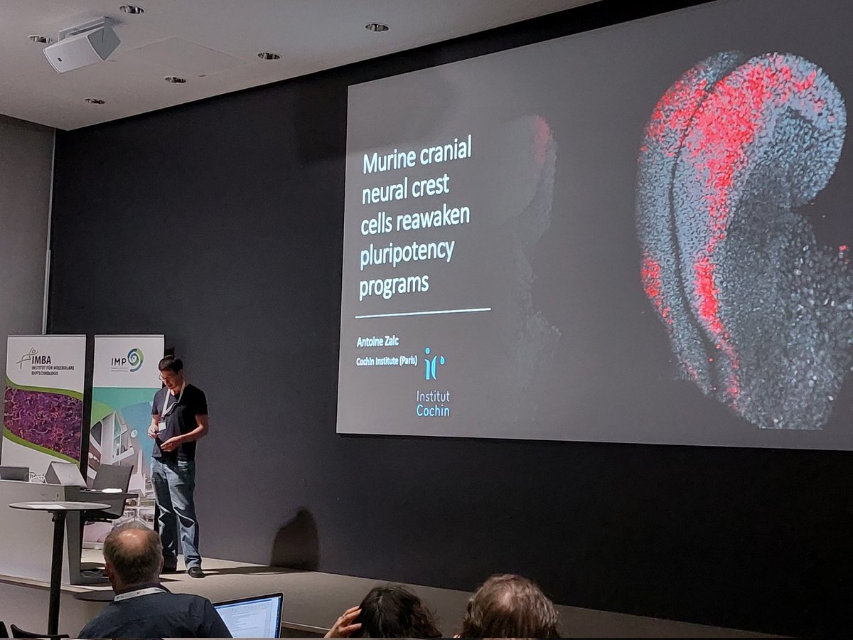 IMBA_Vienna's tweet photo. #SYStem2022 session 6: "#cellidentity &amp; #cellfate decisions" with talks by 

Sven Falk (@UniFAU), Tom Wyatt (@SCICambridge), @MoritzMall (@DKFZ), @AntoineZalc (@InstitutCochin), @IreneTalon (@KU_Leuven) as well as @MerritRomeike from our neighboring @MaxPerutzLabs (@chribue lab)! https://t.co/u6aRfK3lJp