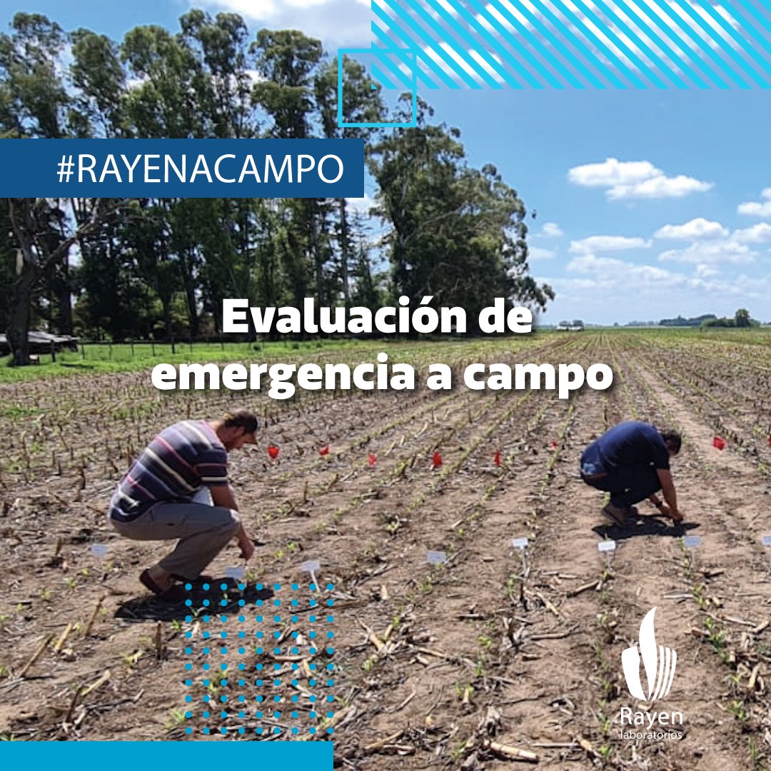 Rayenlab's tweet photo. Rayen Laboratorios colabora en evaluaciones a campo cuando sus clientes así lo solicitan.
🔹Actualmente estamos haciendo evaluación de emergencia a campo de maíz, en la localidad Inés Indart, Bs. As.
#maiz #ensayos #clientes #inesindart #laboratorio #rayen #rayenacampo https://t.co/YG13gQ5lhR