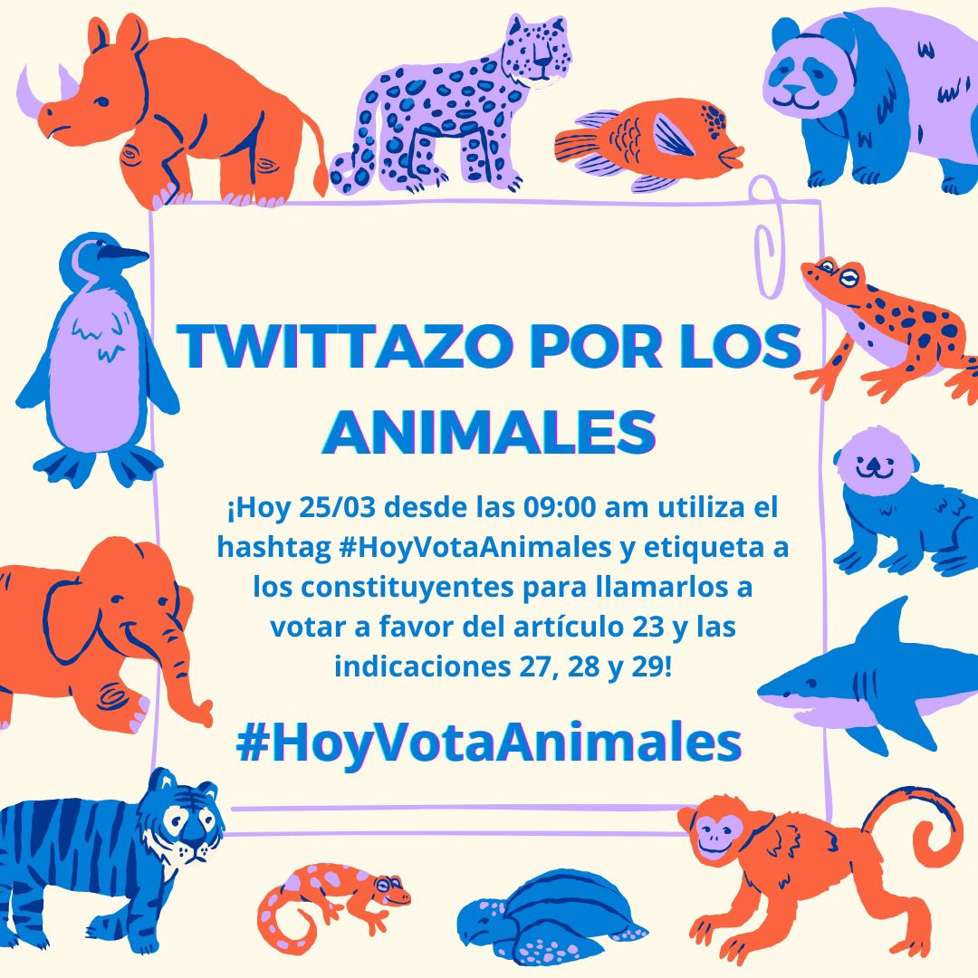 javierafarga's tweet photo. Hoy se votan en la Convención el art. 23, que reconoce a los animales como sujetos de especial protección y las indicaciones 27, 28 y 29. Por ello queremos invitarlos a participar de un Twittazo utilizando el hashtag #HoyVotaAnimales y etiquetar a los constituyentes https://t.co/ctAFewdCTs