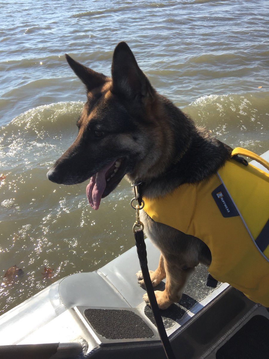 DFONewYork's tweet photo. Another #FeatureFriday! Hardworking #NYFO team member SCBPO Cornielle manages our mission critical K9 program. SCBPO Cornielle has been a part of #TeamCBP since 2008. After clocking out, SCBPO Cornielle enjoys time with his family and his retired canine partner Candy. https://t.co/oMdbT06icn