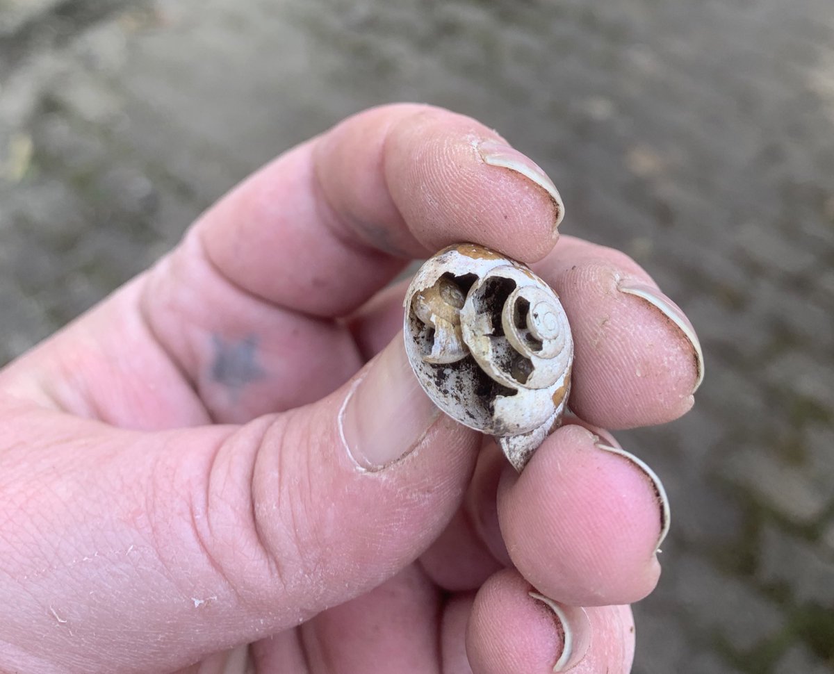 pernickety's tweet photo. In an extremely metal move, a young snail used another snail’s broken shell to hide in over winter https://t.co/2VZ5sxd89T