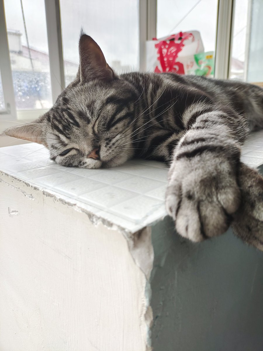 kassydaybyday's tweet photo. 😘😘😘

#CatsOfTwitter #CatsLover #cutenessoverload #猫のいる暮らし #猫の日 https://t.co/QKgvvUHrLU