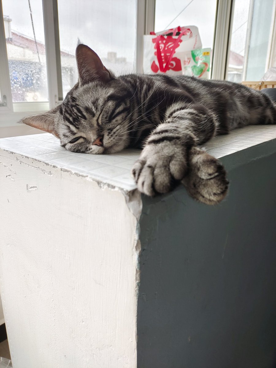 kassydaybyday's tweet photo. 😘😘😘

#CatsOfTwitter #CatsLover #cutenessoverload #猫のいる暮らし #猫の日 https://t.co/QKgvvUHrLU